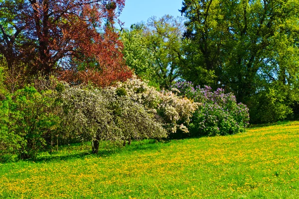 春天的花园-绽放美丽的树木 — 图库照片