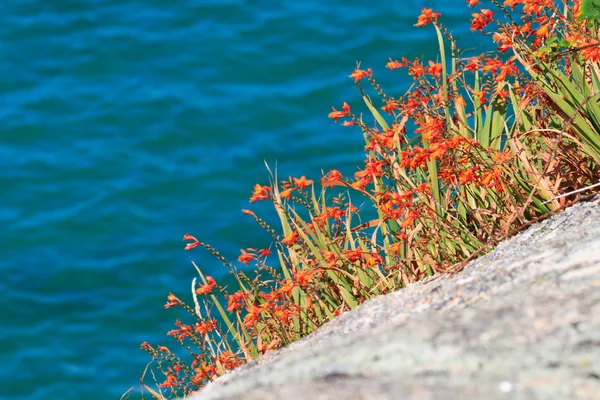 Färgglada kustnära vegetation — Stockfoto