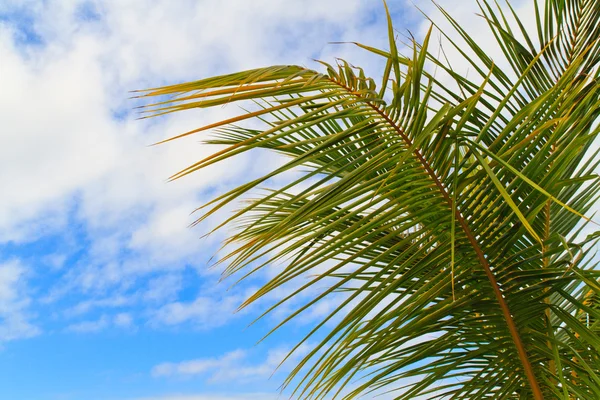 Palm tree leaves before blue sky — Stock Photo, Image