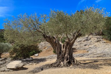 Provence, Güney Fransa eski zeytin ağacı