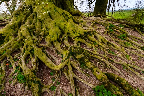 Old Beech Tree — Stock Photo, Image