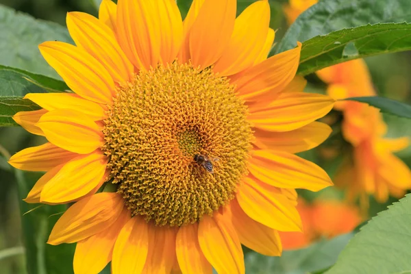 Sun flower with bee close up — Stock Photo, Image