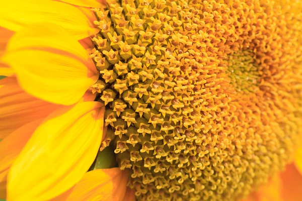 Sun Flower Close Up — Stock Photo, Image