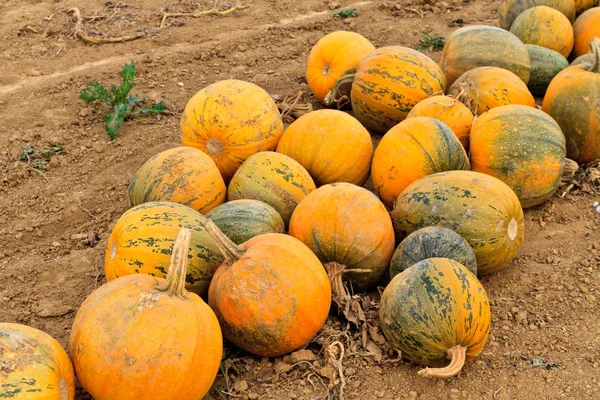Pumpkins on a field — Stock Photo, Image