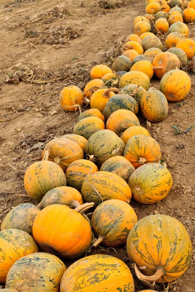 Zucche su un campo — Foto Stock