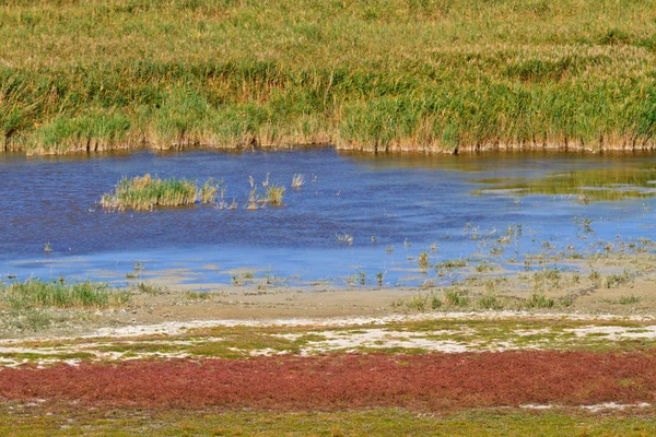 Reed pás krajina v národním parku — Stock fotografie