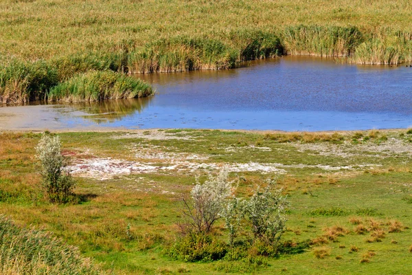 Reed pás krajina v národním parku — Stock fotografie
