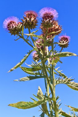 Thistle çiçek