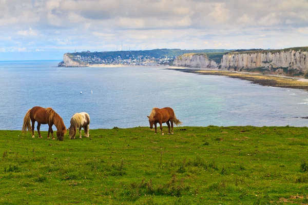 Cavalli sulle scogliere vicino Etretat e Fecamp, Normandia, Francia — Foto Stock