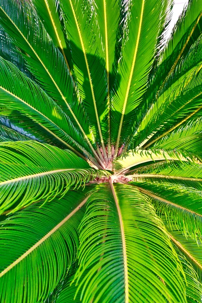 Palm tree closeup on the leaves — Stock Photo, Image