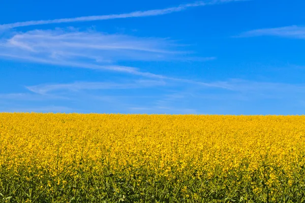 Champ de colza jaune contre le ciel bleu — Photo