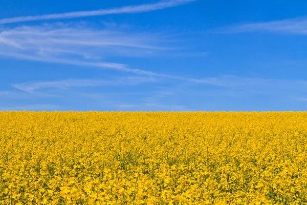 Champ de colza jaune contre le ciel bleu — Photo