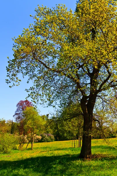 Wiosenny ogród - piękne drzewa w rozkwicie — Zdjęcie stockowe