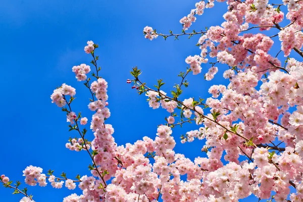 Fleurs de cerisier de printemps (rose) et fond bleu — Photo