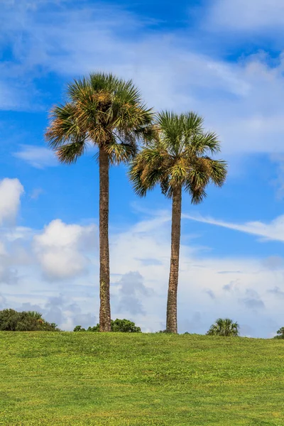 Two palm trees in front of blue sky — Stock Photo, Image