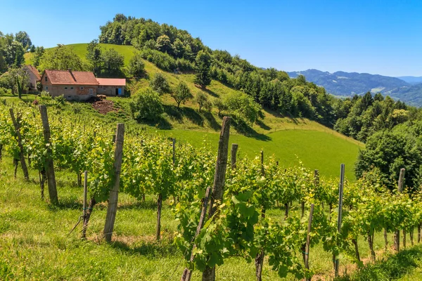 Штирийский виноградник Тосканы недалеко от Лойтшаха, Штирия, Австрия — стоковое фото