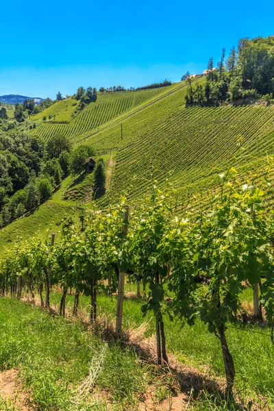 Styrian Tuscany Vineyard near Leutschach, Styria, Austria — Stock Photo, Image