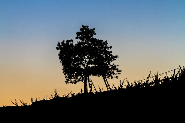 Beautiful landscape image with tree silhouette at sunset — Stock Photo, Image