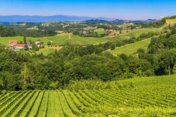 Styrian Tuscany Vineyard near Leutschach, Styria, Austria — Stock Photo, Image