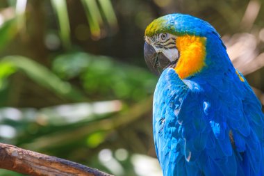 Sarı Mavi ara papağan portre