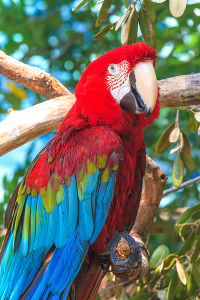 Red blue Ara parrot portrait — Stock Photo, Image