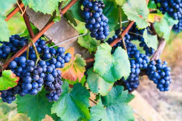 Red grapes with green leaves — Stock Photo, Image