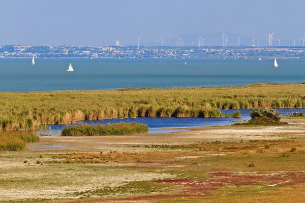 Reed bälte landskapet i nationalparken — Stockfoto