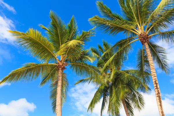 Palm trees against a blue sky — Stock Photo, Image