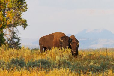 Buffalos (Bisons) in high grass in Yellowstone National Park, Wy clipart