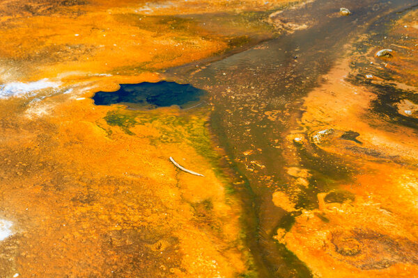 Microbial mats in geothermal pools, Yellowstone National Park, W
