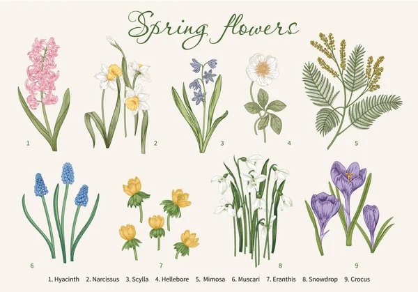 Flores Primavera Jardín Floreciente Ilustración Vectorial — Archivo Imágenes Vectoriales