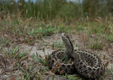 Vipera ursinii moldavica