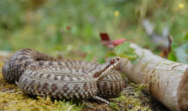 Vipera berus — Stockfoto