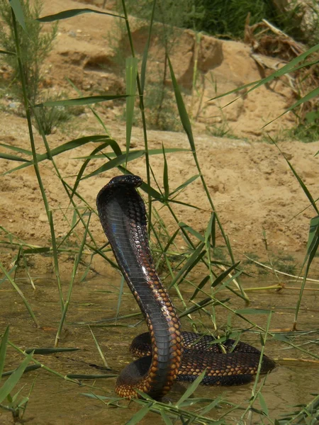 Cobra egípcia, Naja haje — Fotografia de Stock