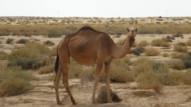 Çöldeki deve