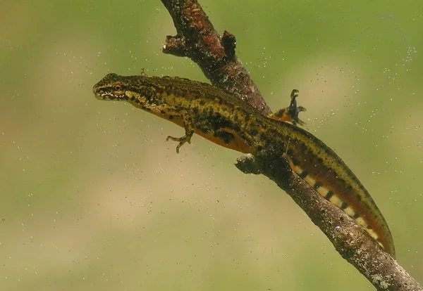 lissotriton montandoni