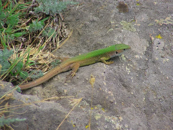 Lacerta viridis