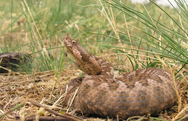 Vipera ammodytes montandoni — Fotografia de Stock