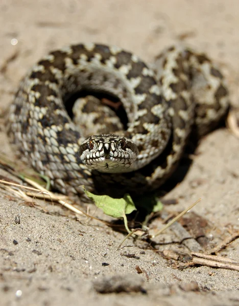 Vipera ursinii moldavica