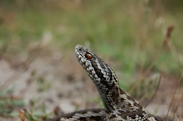 Moldavka Vipera — Stock fotografie