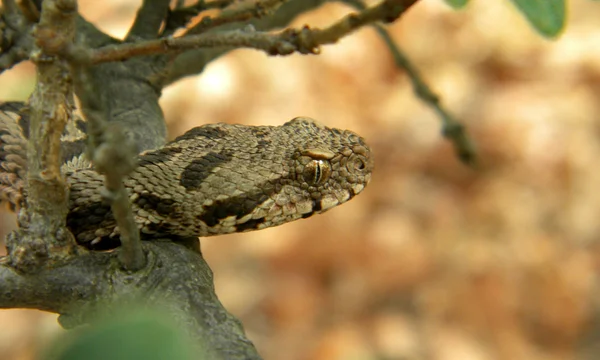 Nedospělé osmanské zmije-Montivipera xanthina — Stock fotografie
