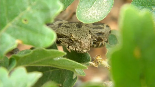 Genç Osmanlı engerek - Montivipera xanthina