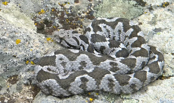 Osmanlı engerek - Montivipera xanthina