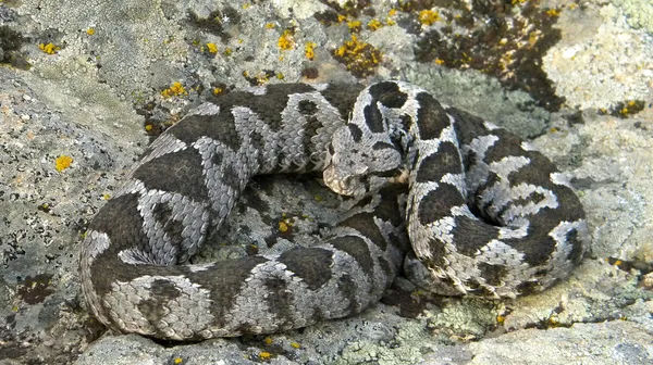 Víbora otomana - Montivipera xanthina — Fotografia de Stock