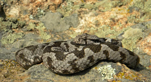 Osmanlı engerek - Montivipera xanthina