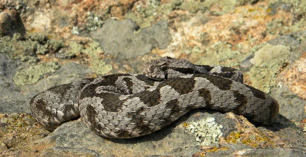 Osmanská zmije-Montivipera xanthina — Stock fotografie