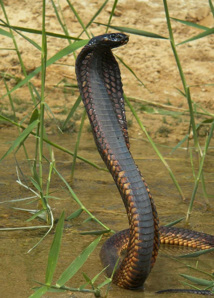 Cobra egípcia, Naja haje — Fotografia de Stock