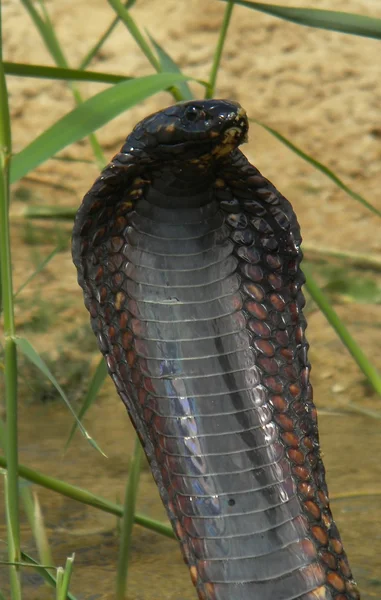 Cobra egipcia, Naja haje - retrato — Foto de Stock