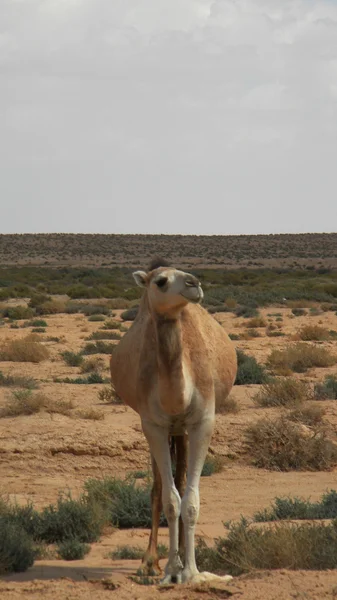Çöldeki deve