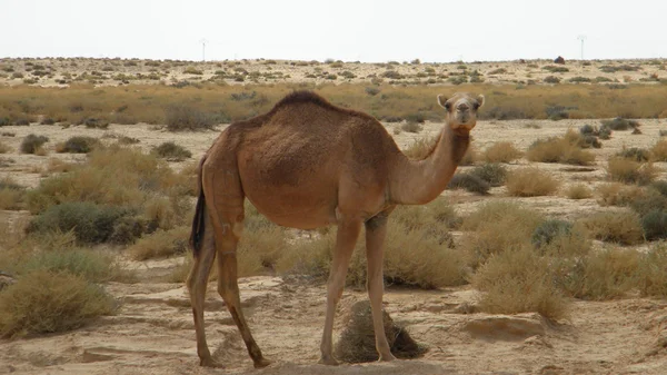Çöldeki deve